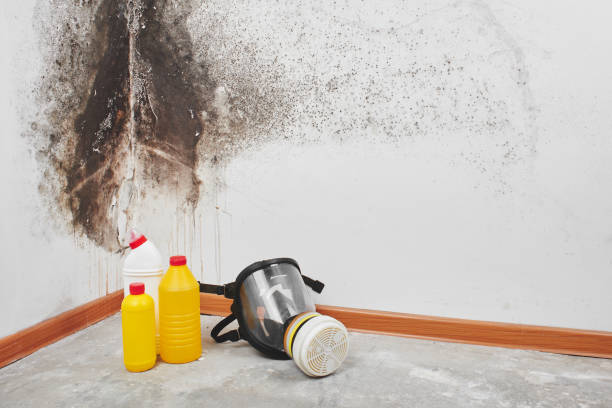Professional Mold Remediation in Arlington, MN